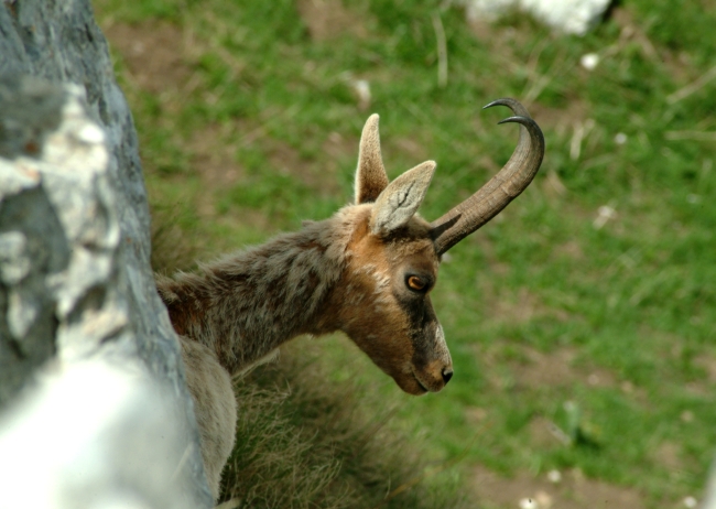 Camoscio d''Abruzzo Rupicapra pyrenaica ornata